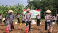 Dukung Ketahanan Pangan, Polres Pekalongan Tanam Jagung di Lahan Pesantren